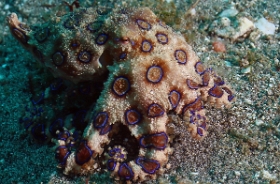 Bali 2016 - Blue ringed Octopus - Poulpe a anneaux bleus - Hapalochlaena maculosa - IMG_6057_rc